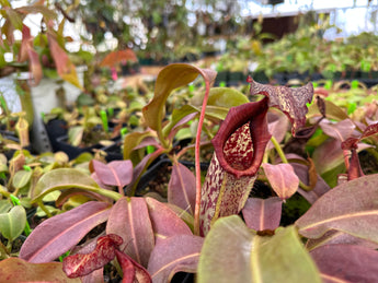 Nepenthes maxima BE-3067 *Confirmed female clone*