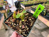 Nepenthes ampullaria x fusca BE-3941