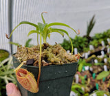 Nepenthes talangensis BE-3835