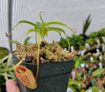 Nepenthes talangensis BE-3835