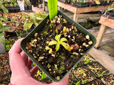 Nepenthes villosa BE-3225 *Confirmed female*