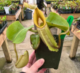 Nepenthes veitchii BE-4021 *SEED-GROWN*