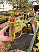 Nepenthes platychila x robcantleyi BE-3946