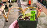 Nepenthes klossii *SPECIMENS*