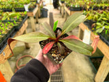 Nepenthes peltata x sp. 1 BE-4024