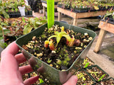 Nepenthes villosa BE-3225 *Confirmed female*