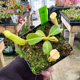 Nepenthes chaniana BE-3673