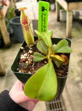 Nepenthes veitchii (Bario form) BE-4033