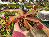 Nepenthes ramispina x reinwardtiana BE-3711