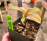 Nepenthes klossii *SPECIMENS*