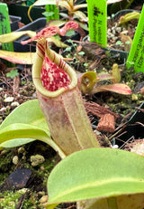 Nepenthes robcantleyi x burbidgeae BE-3935