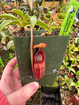 Nepenthes petiolata x talangensis BE-3762