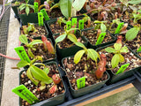 Nepenthes ampullaria x fusca BE-3941