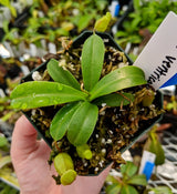 Nepenthes ventricosa female *XXL SPECIMEN*