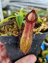 Nepenthes ventricosa x hamata BE-3672