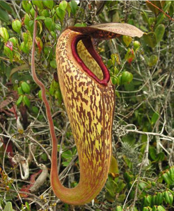Nepenthes klossii *SPECIMENS*