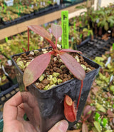 Nepenthes peltata (Mount Hamiguitan) BE-4025
