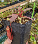 Nepenthes peltata (Mount Hamiguitan) BE-4025