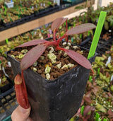 Nepenthes peltata (Mount Hamiguitan) BE-4025